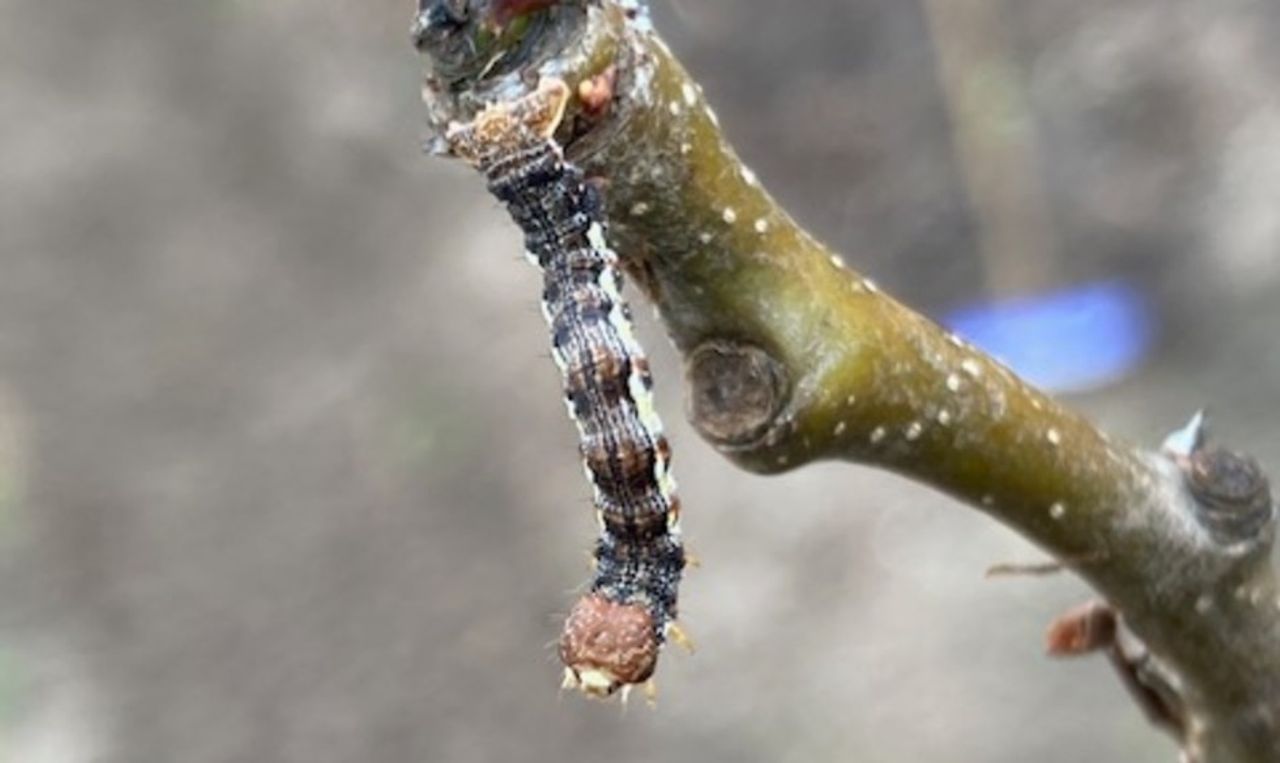 Deze minirups wordt later een minivlinder van 15 millimeter met de naam grote wintervlinder. (foto Corry Duindam).