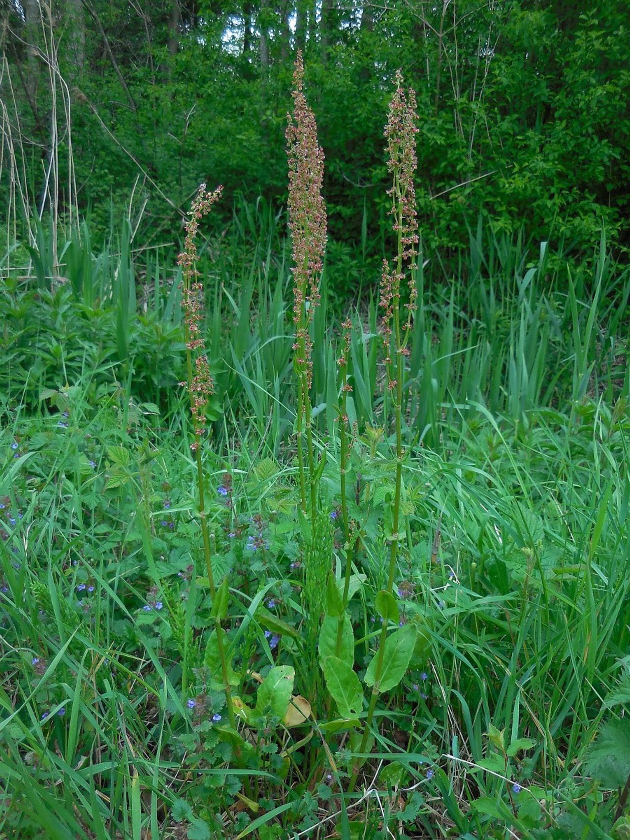 Veldzuring (foto: Saxifraga/Ed Stikvoort).