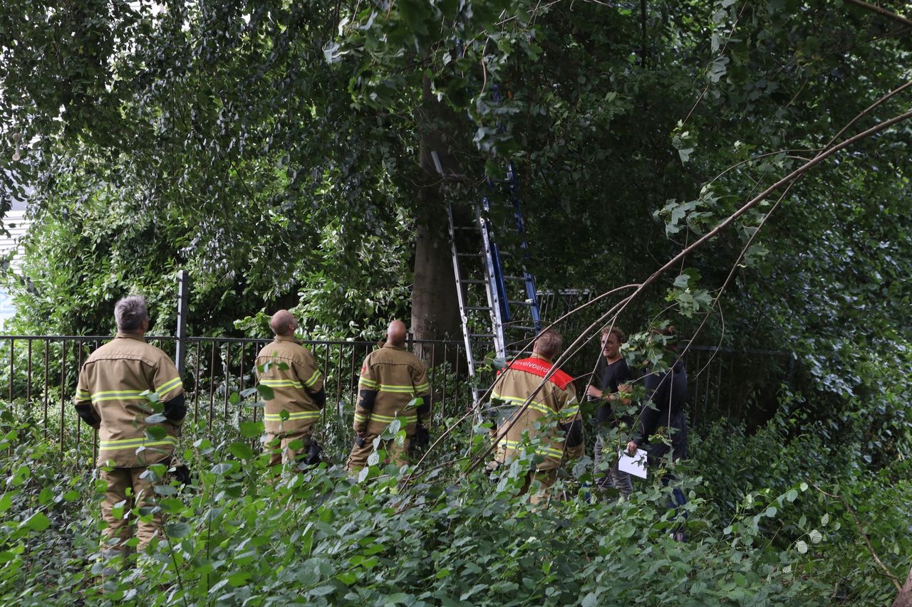 Foto: Sander van Gils/SQ Vision Mediaprodukties