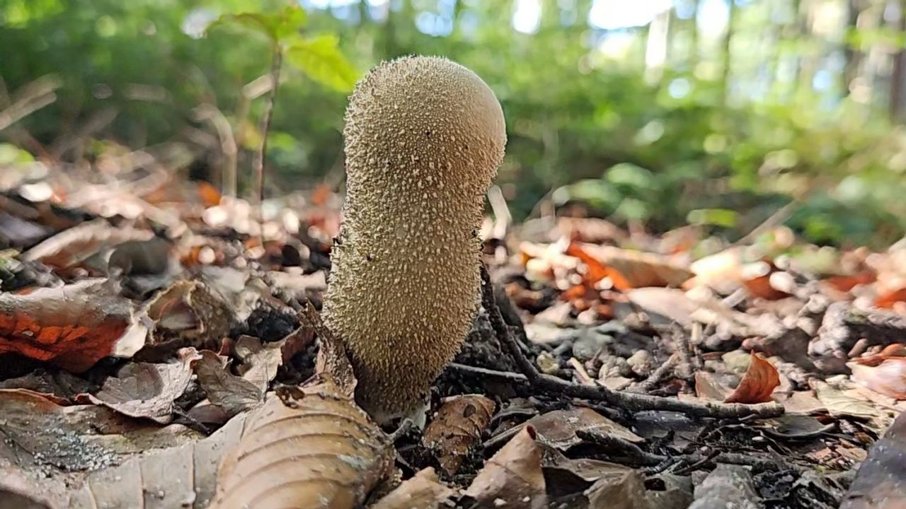 Deze zwam vond Ivon in het Leenderbos (foto: Ivon Wijnands).