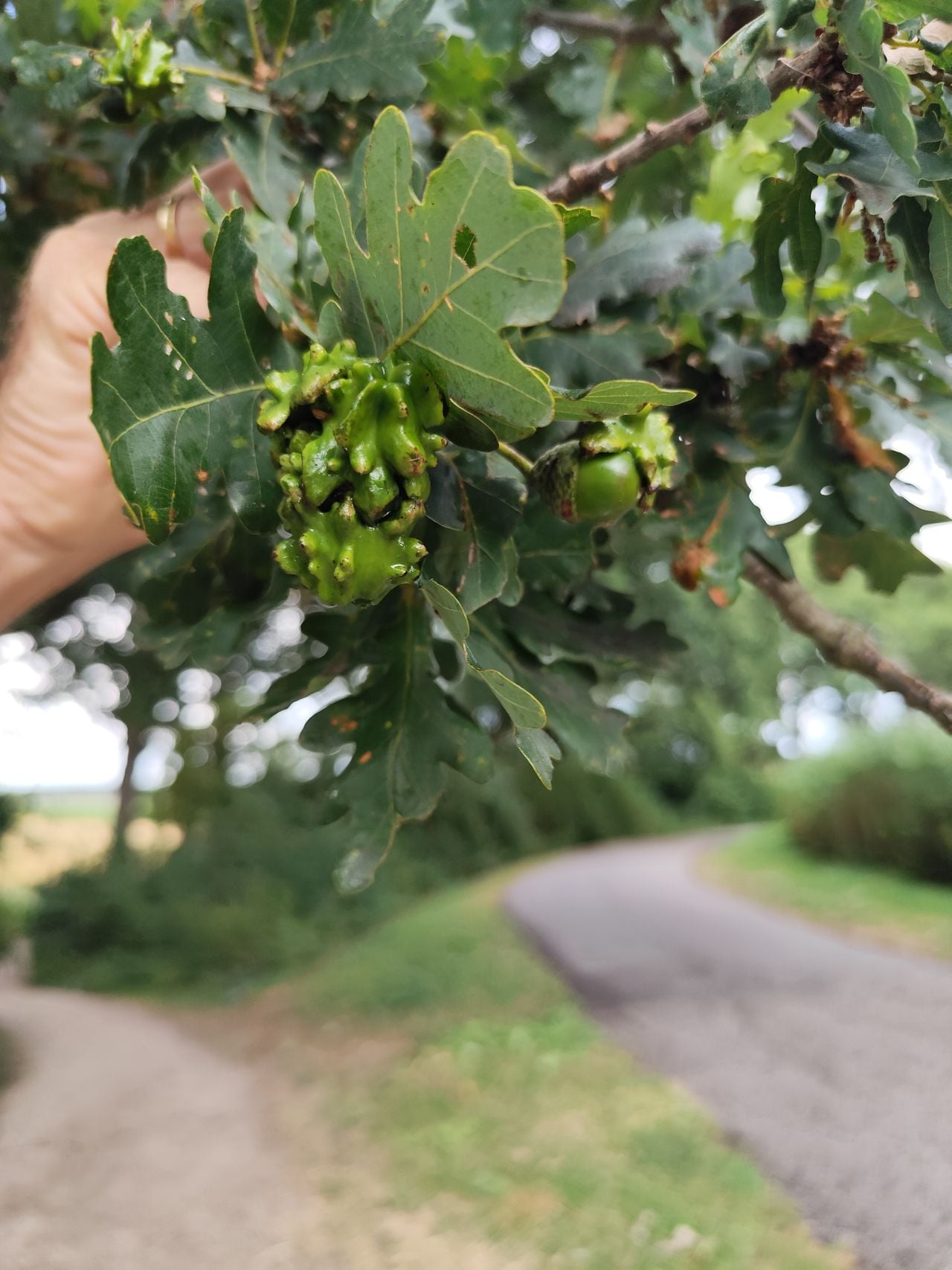 Knoppergallen (foto: Ireen Schaap).