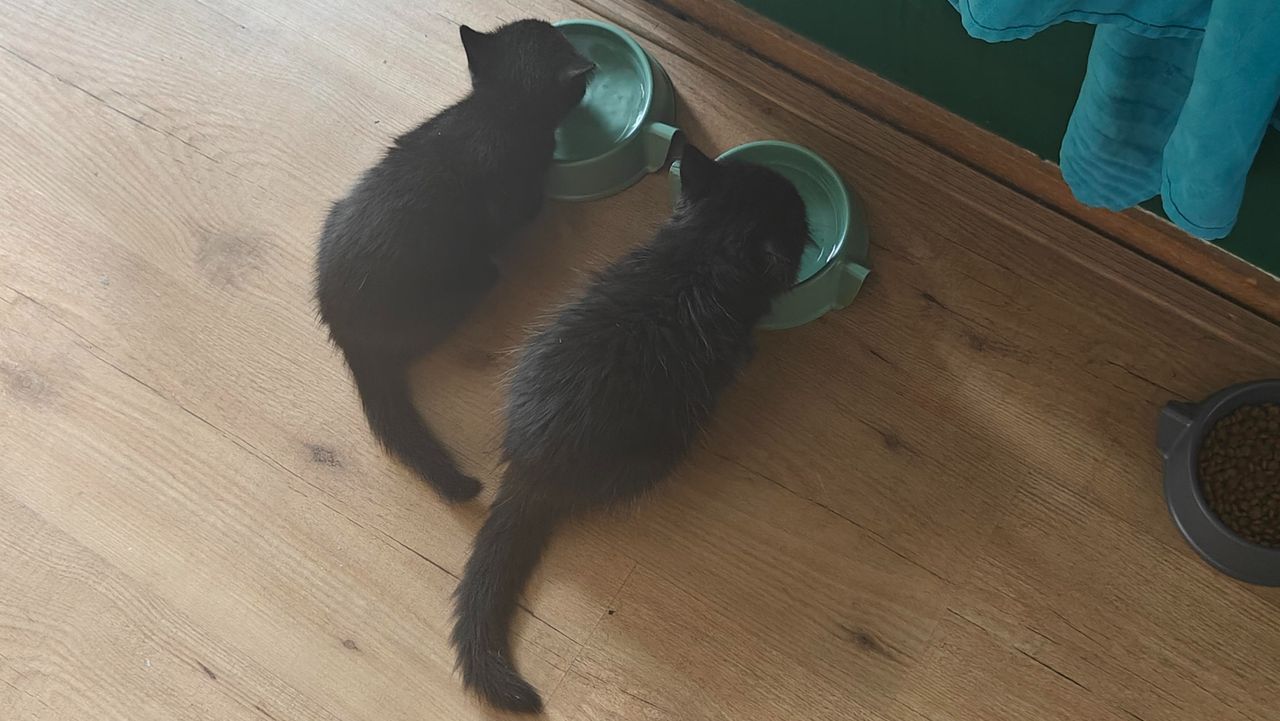 Joris en Edna zijn gezond en eten goed in hun nieuwe huisje (foto: Steven Groen).