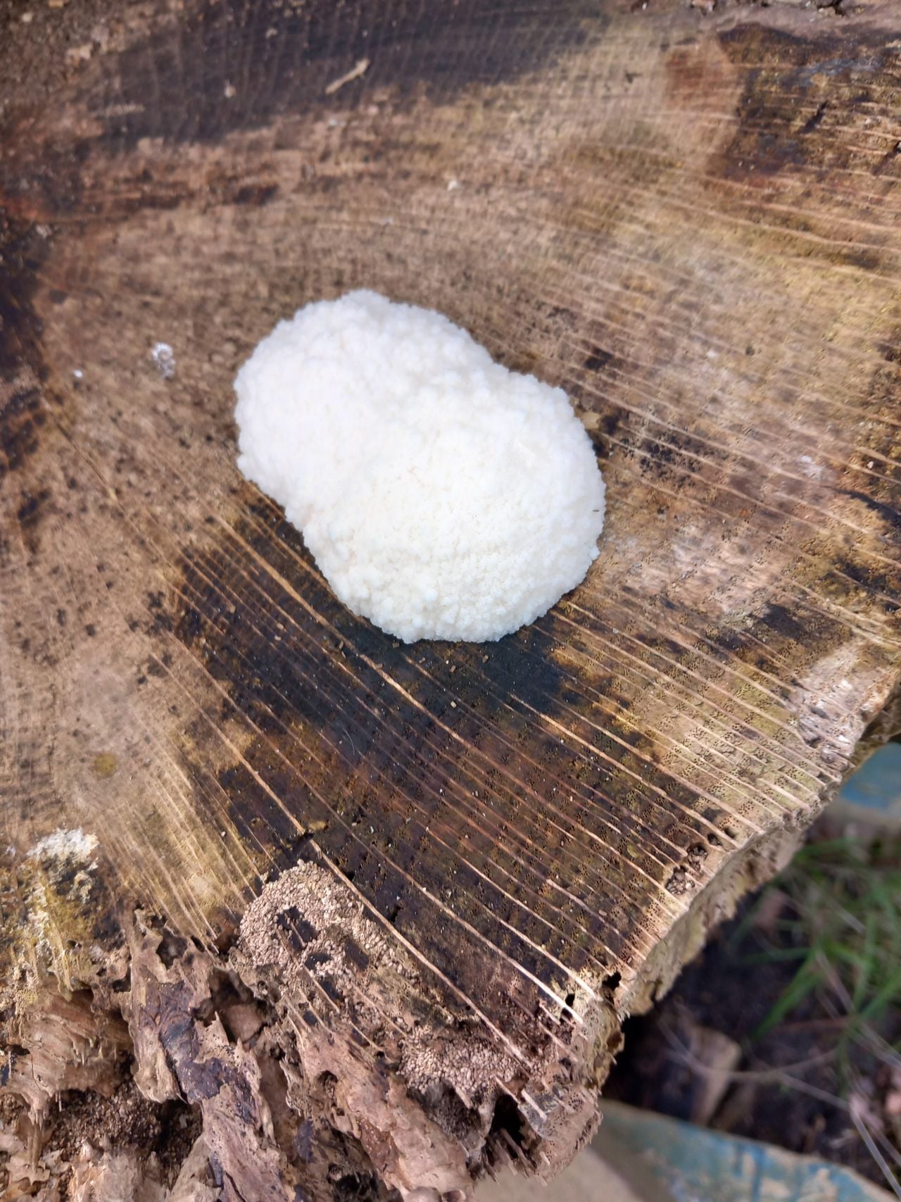 Een boompuist (foto: Corry Haans).