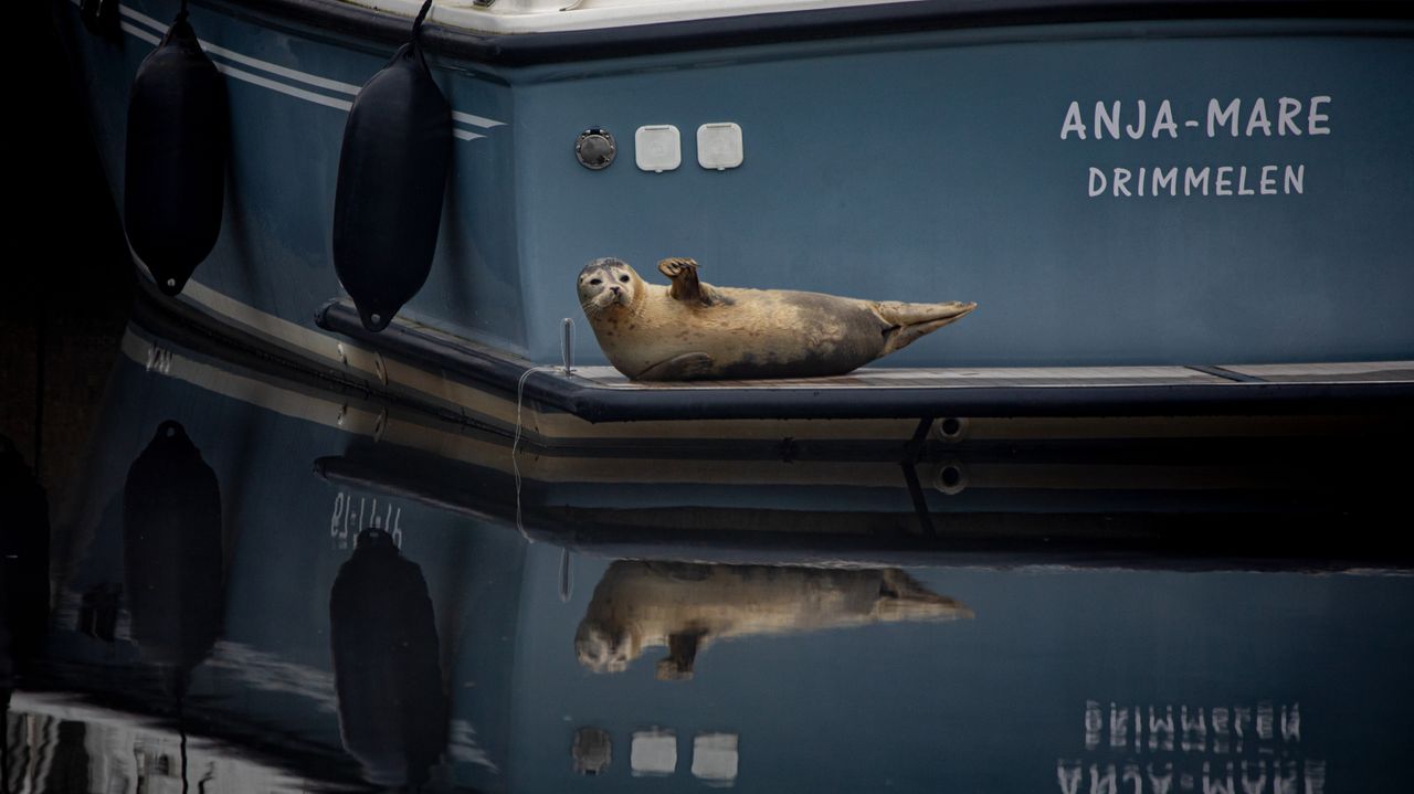 De zeehond lag rustig op de achterkant van een boot (foto: Marcel Raafs).