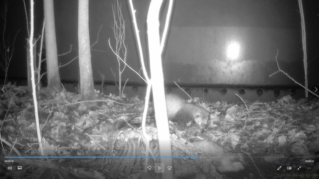 Een bunzing (foto: Herman Sleegers).