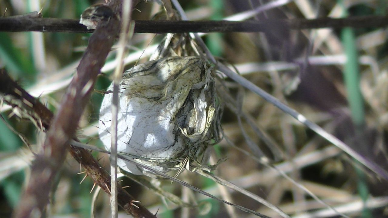 Het cocon van een wespspin (foto: Thea Willems).
