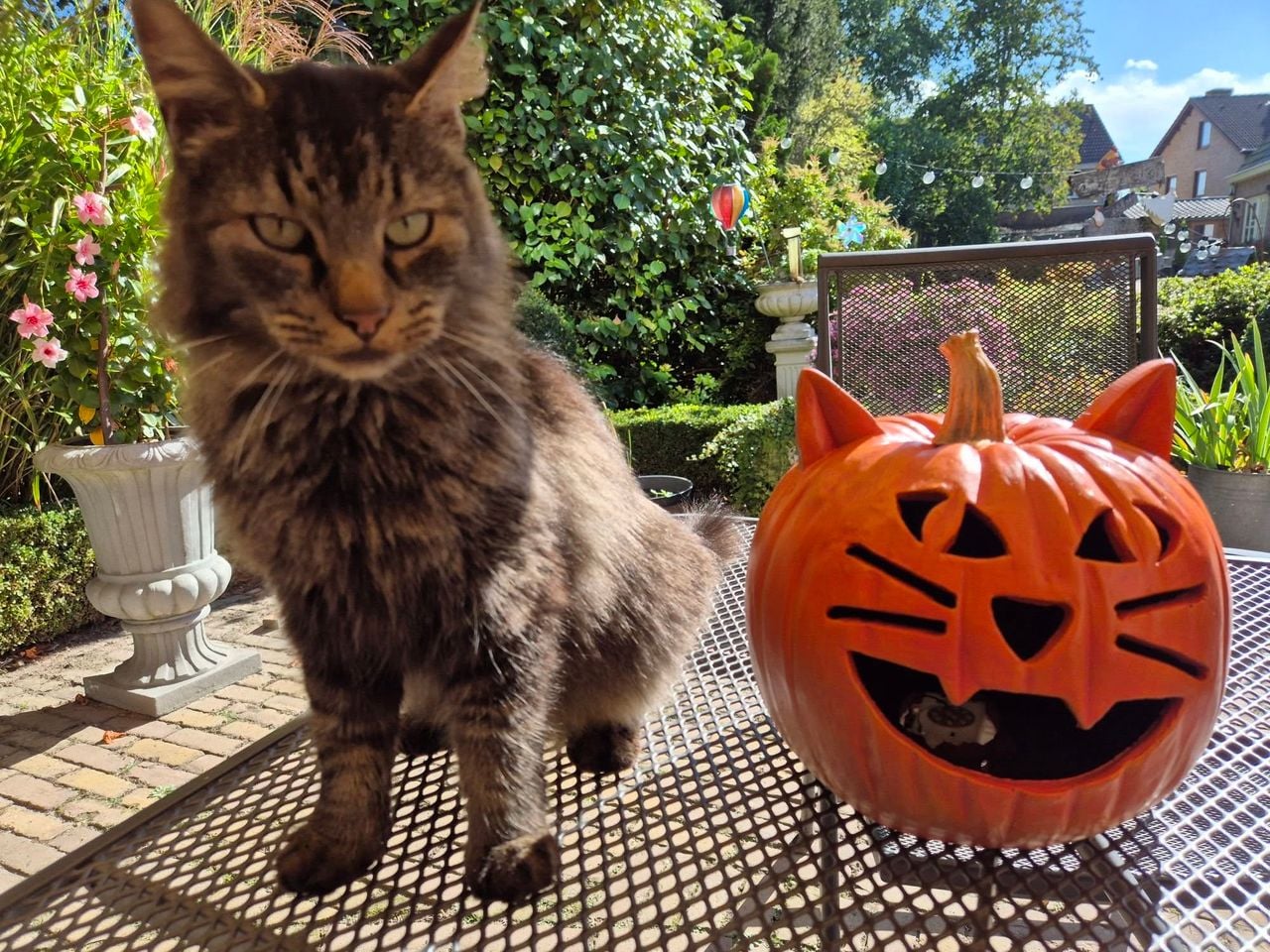 Kat beertje is al klaar voor Halloween (foto: Karin Simons-van de Staak).