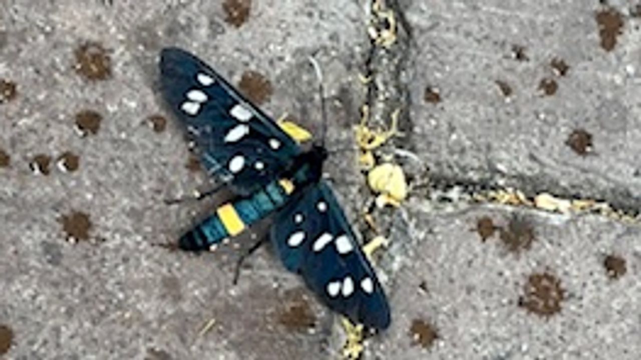 Een phegeavlinder (foto: Johan Elbers).