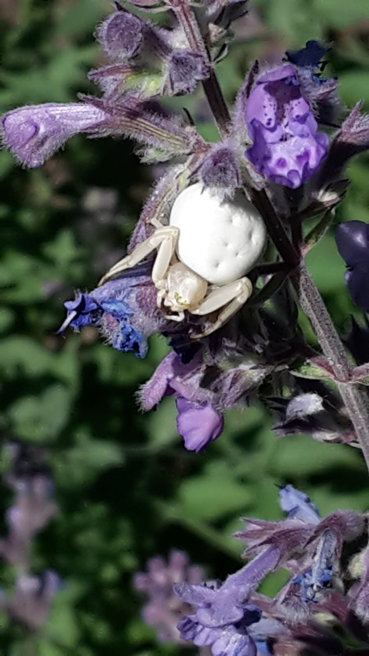 Een gewone kameleonspin (foto: Jos Meijer).