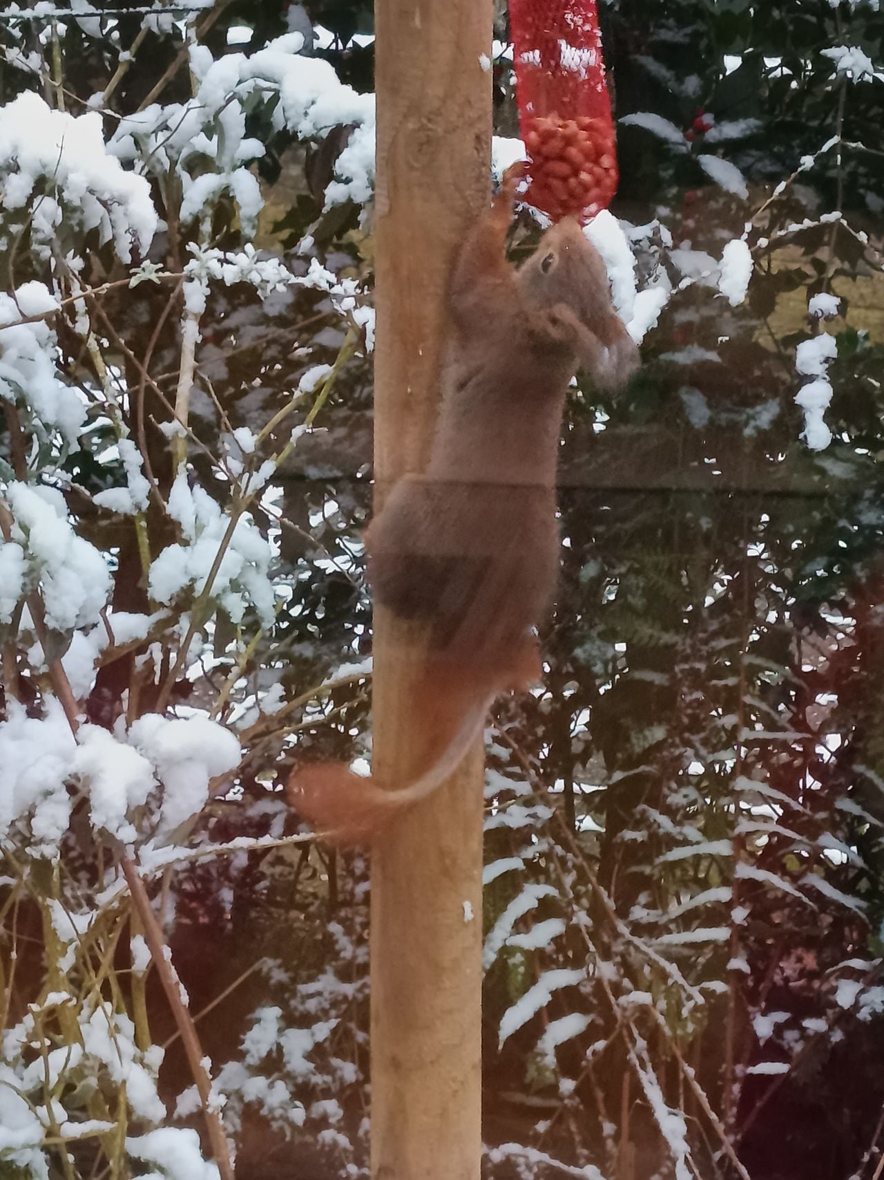 Een eekhoorn met een kale staart (foto: Marian de Jonge).