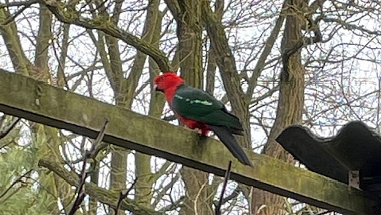 De ontsnapte koningsparkiet. (Foto: Antje de Bruyn)