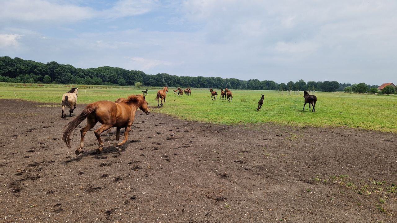 De pony's buiten in de wei (foto: Tom Berkers).