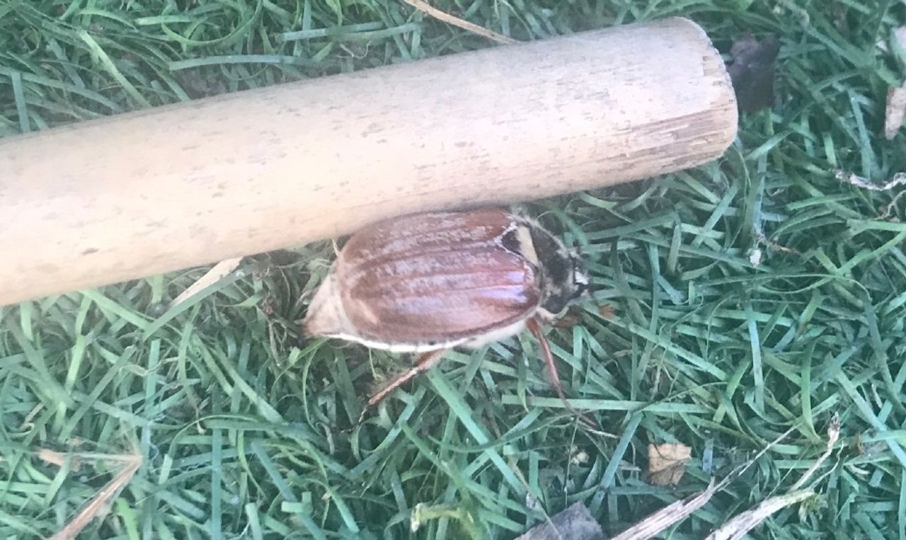 Meikever (foto: Jessica van der Heijden).