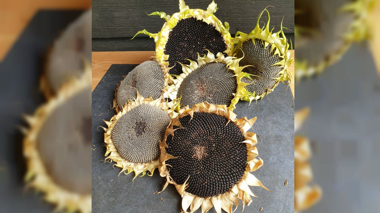 De zonnebloemen van Judith met grote diameter (foto: Judith Nijssen).