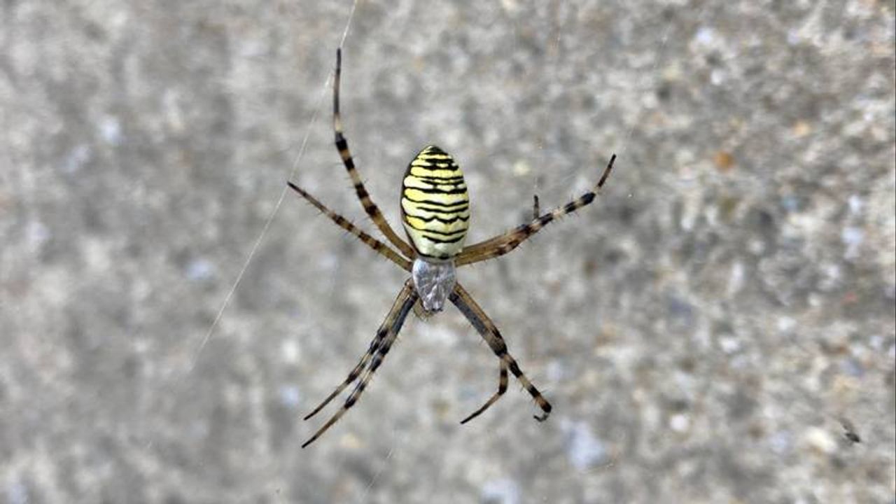 Het vrouwtje van de wespspin (foto: John de Koning).