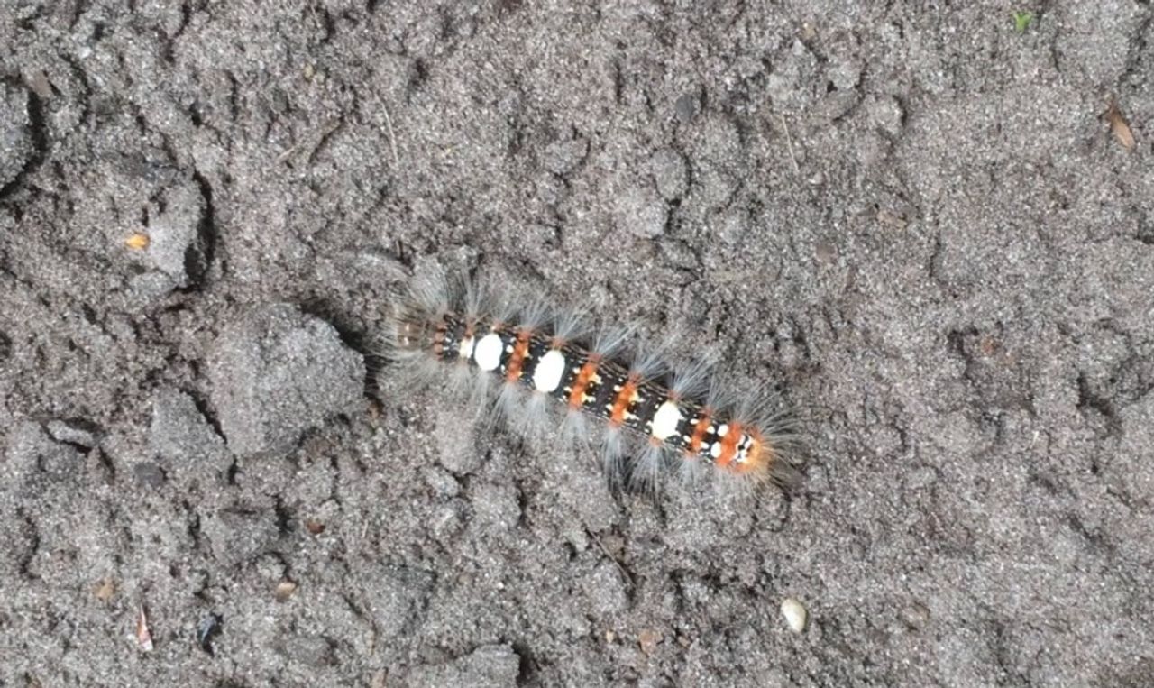 De gevlekte groenuilrups. ( Foto: Bert Coppens)