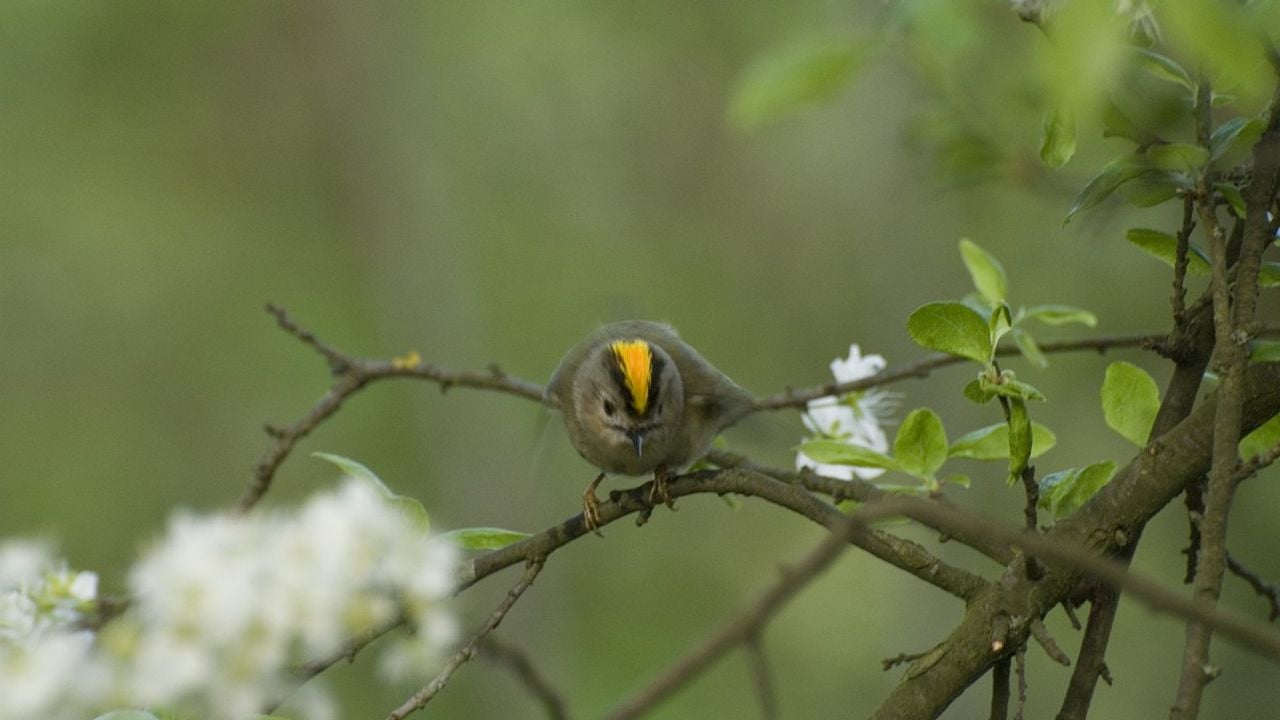 Een goudhaanmannetje (foto: Saxifraga/Willem van Kruijsbergen).