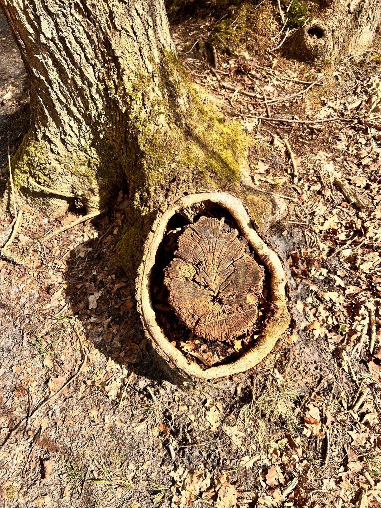 Een vreemde boomstronk (foto: Bloem Nora).