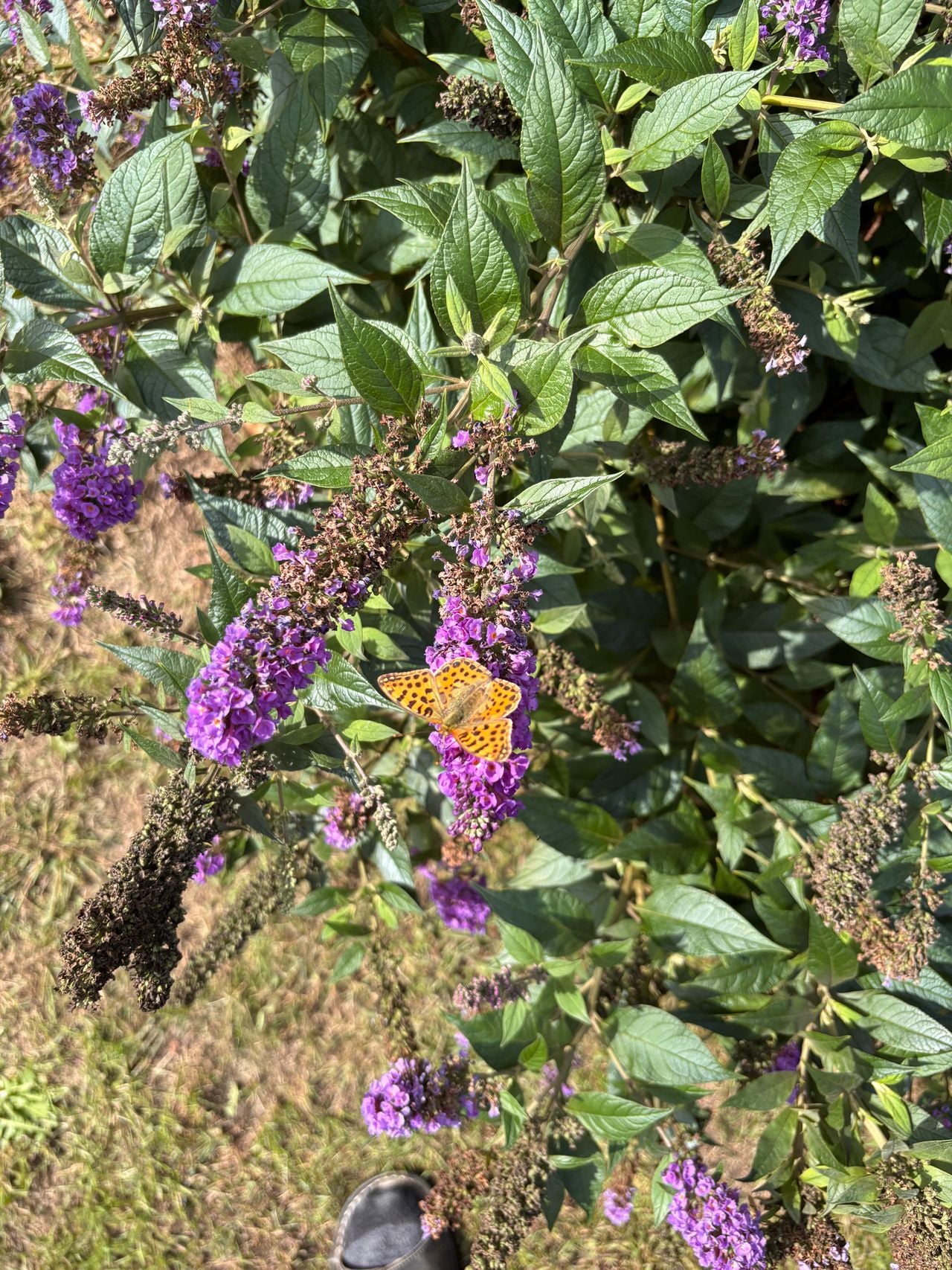 Een kleine parelmoervlinder (foto: Petra en Arno Nijssen).