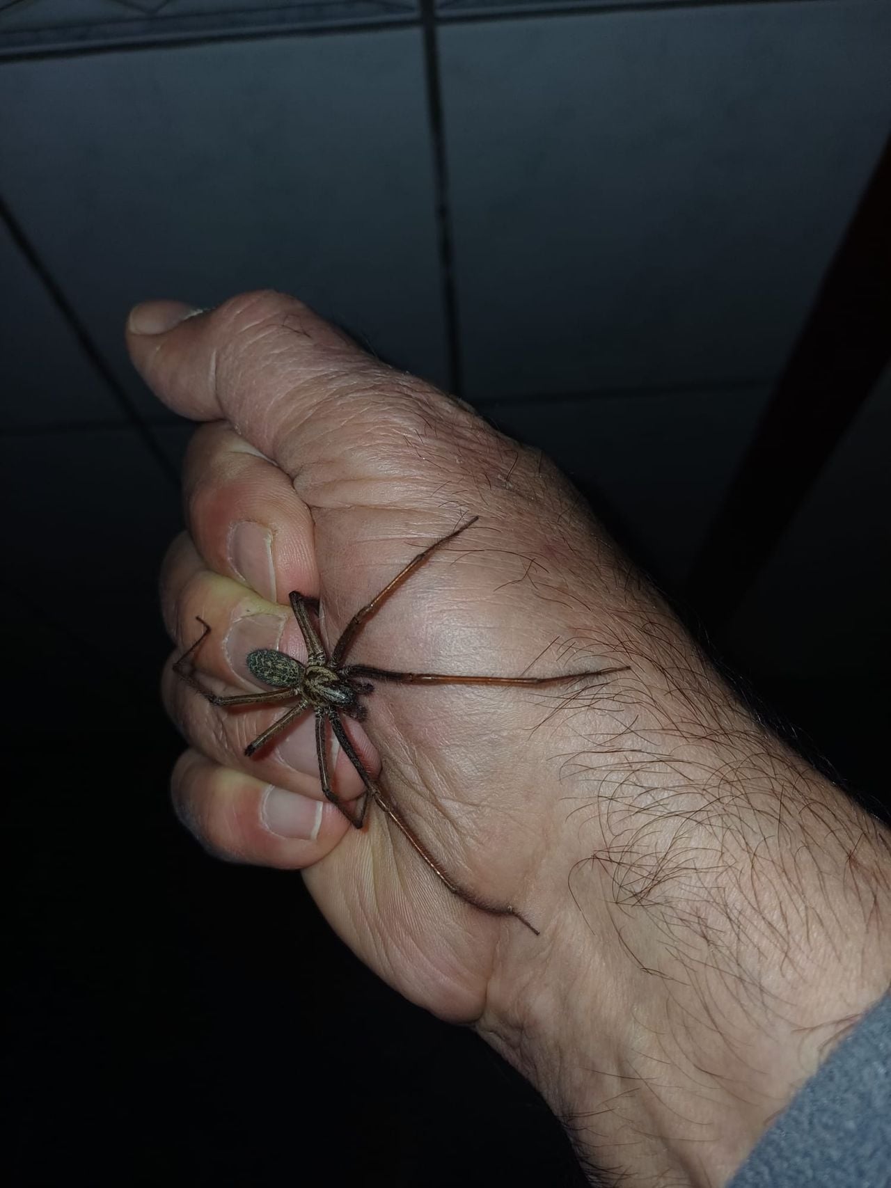 Een gewone huisspin (foto: Nelly van de Heijden).