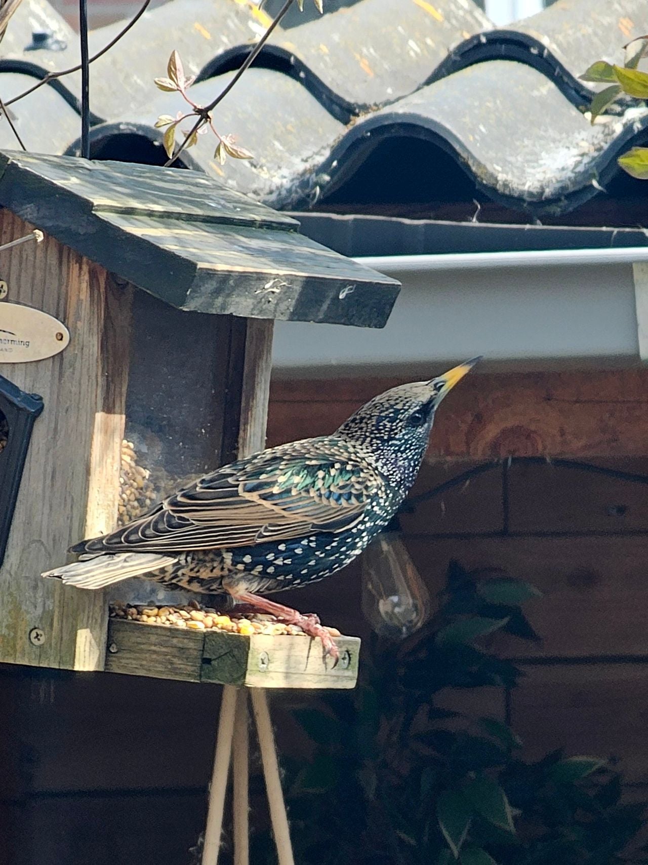 Een spreeuw (foto: Jet van Asten).