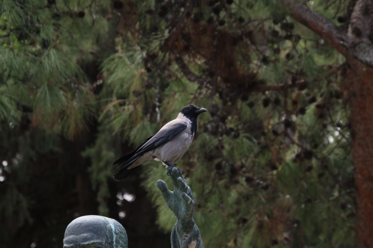 Een bonte kraai (foto: Michel Felten).