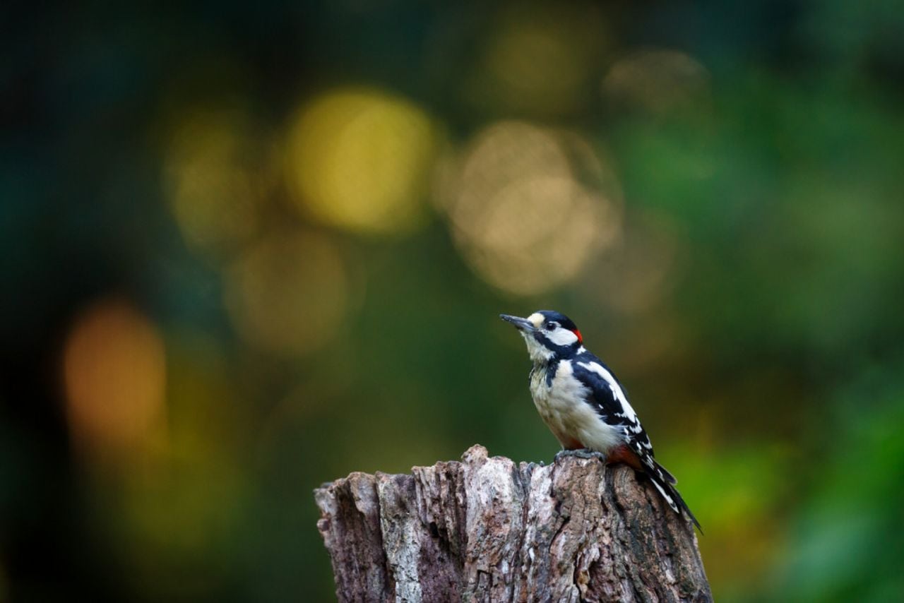  Een lentewandeling op de Pannenhoef wordt genieten (foto: Brabants Landschap).