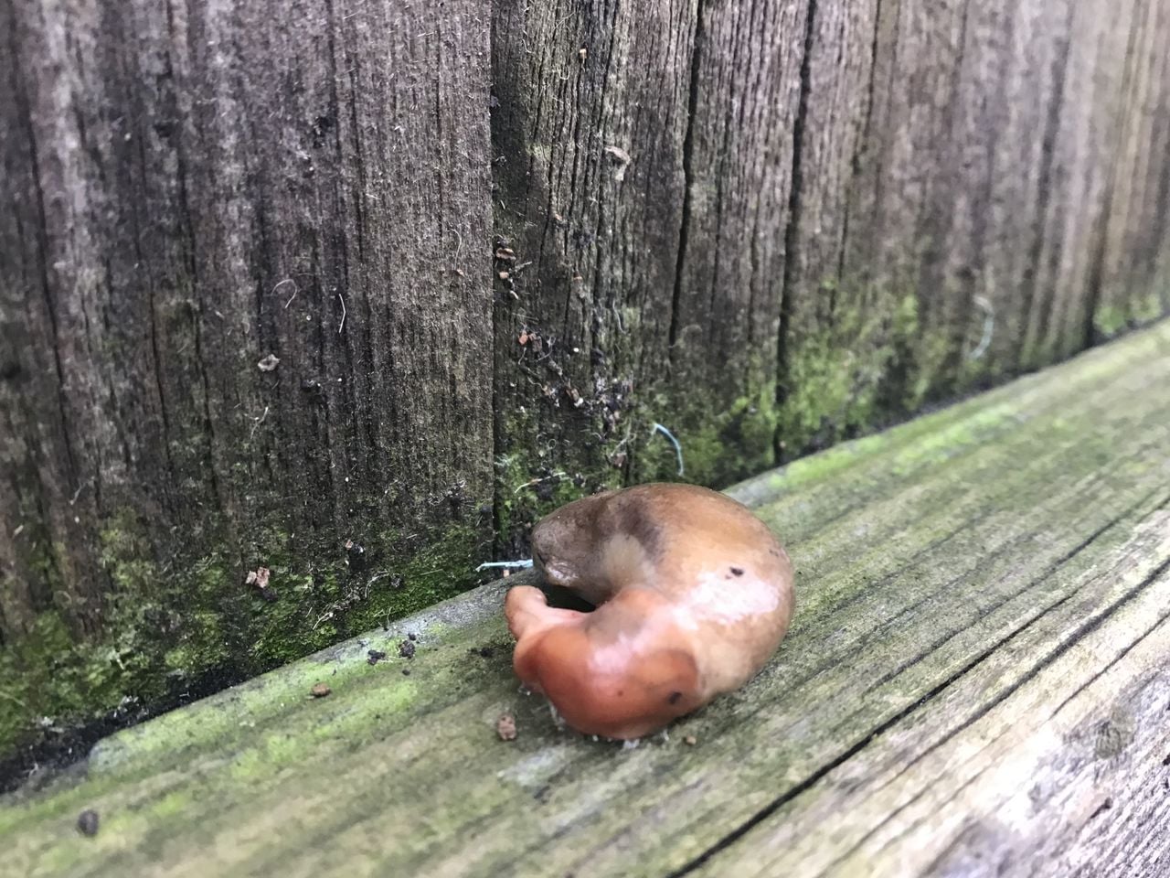 De maag van een klein zoogdier (foto: Annie van Boekel).