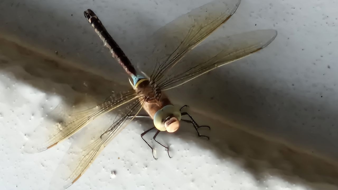 Een zuidelijke keizerlibel (foto: Wilfred Pen).