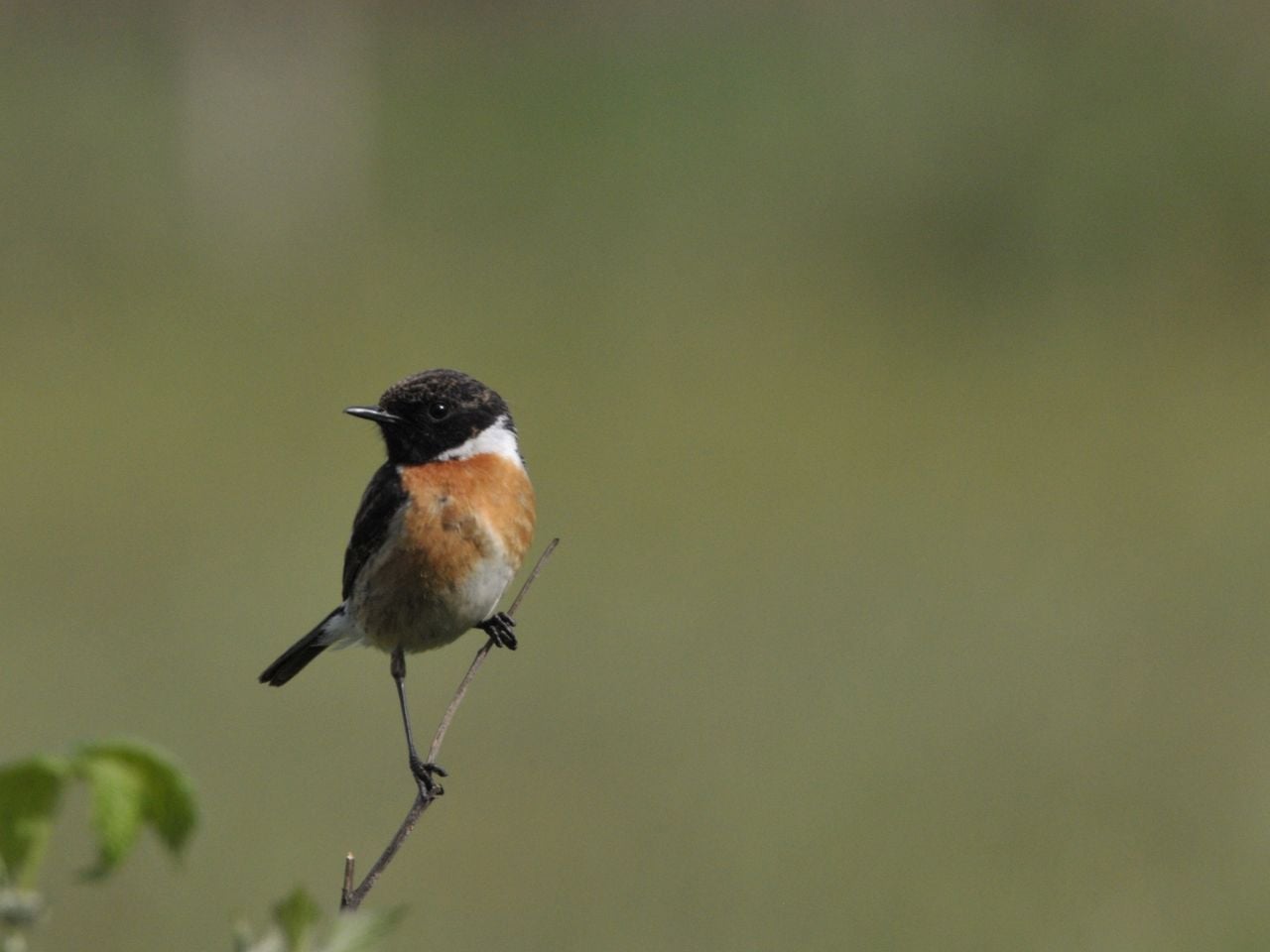 Een roodborsttapuit (foto: IVN Uden).