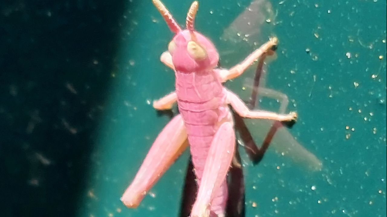 Een roze sprinkhaan (foto: Tom Willemsen).
