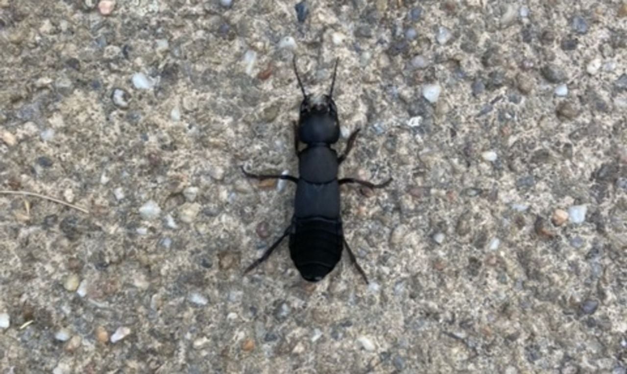 Een stinkende kortschildkever (foto: Cora van Wijngaarden).