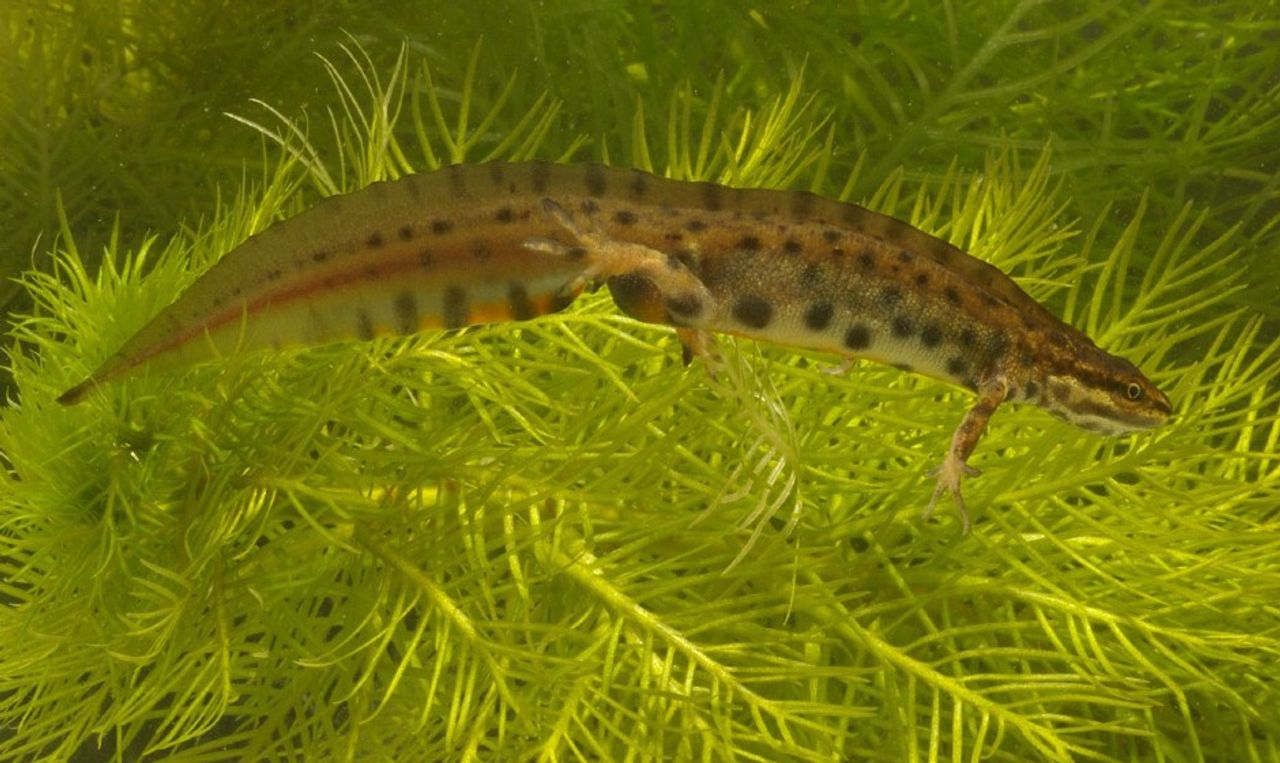 Foto: Kees Marijnissen