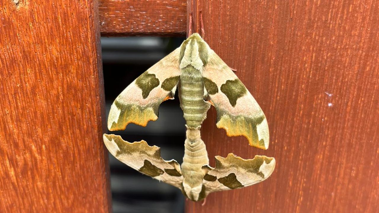 Twee parende lindepijlstaarten (foto: Roy Aarts).