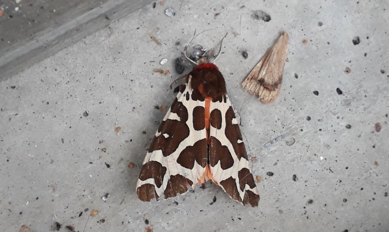 De grote beervlinder (foto: Carla).