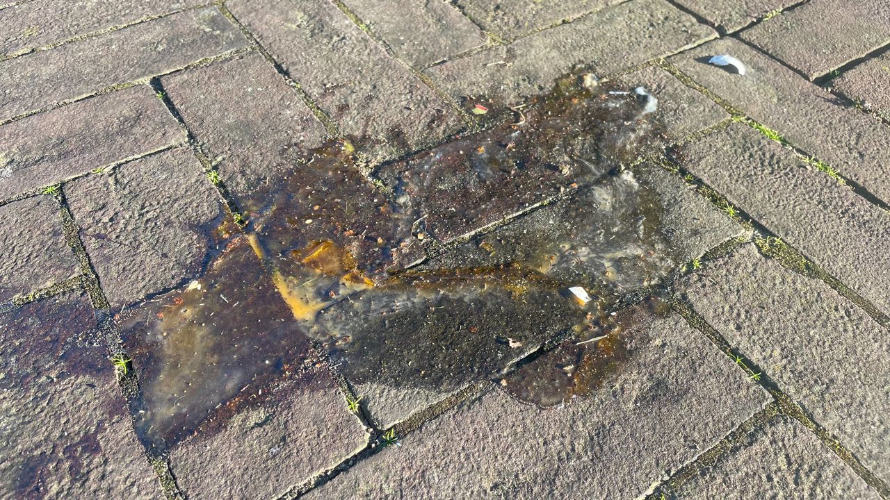 De eierresten worden door Hans en zijn collega's schoongemaakt (foto: Imke van de Laar).