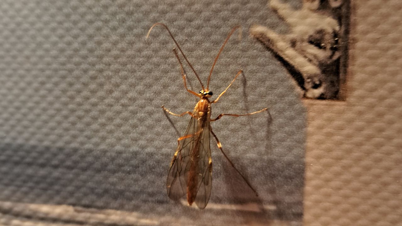 Ophion obscuratus soort gewone sluipwesp (foto: Marijn Bogaarts).