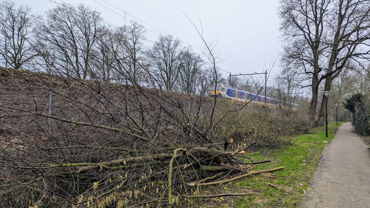 De gekapte takken en bomen naast het spoor (foto: Ferenc Triki)