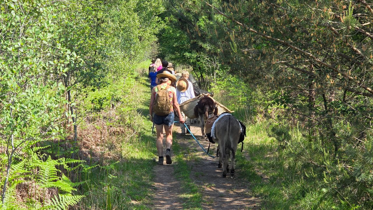 Met ezels door de Brabantse natuur (foto: Noël van Hooft).
