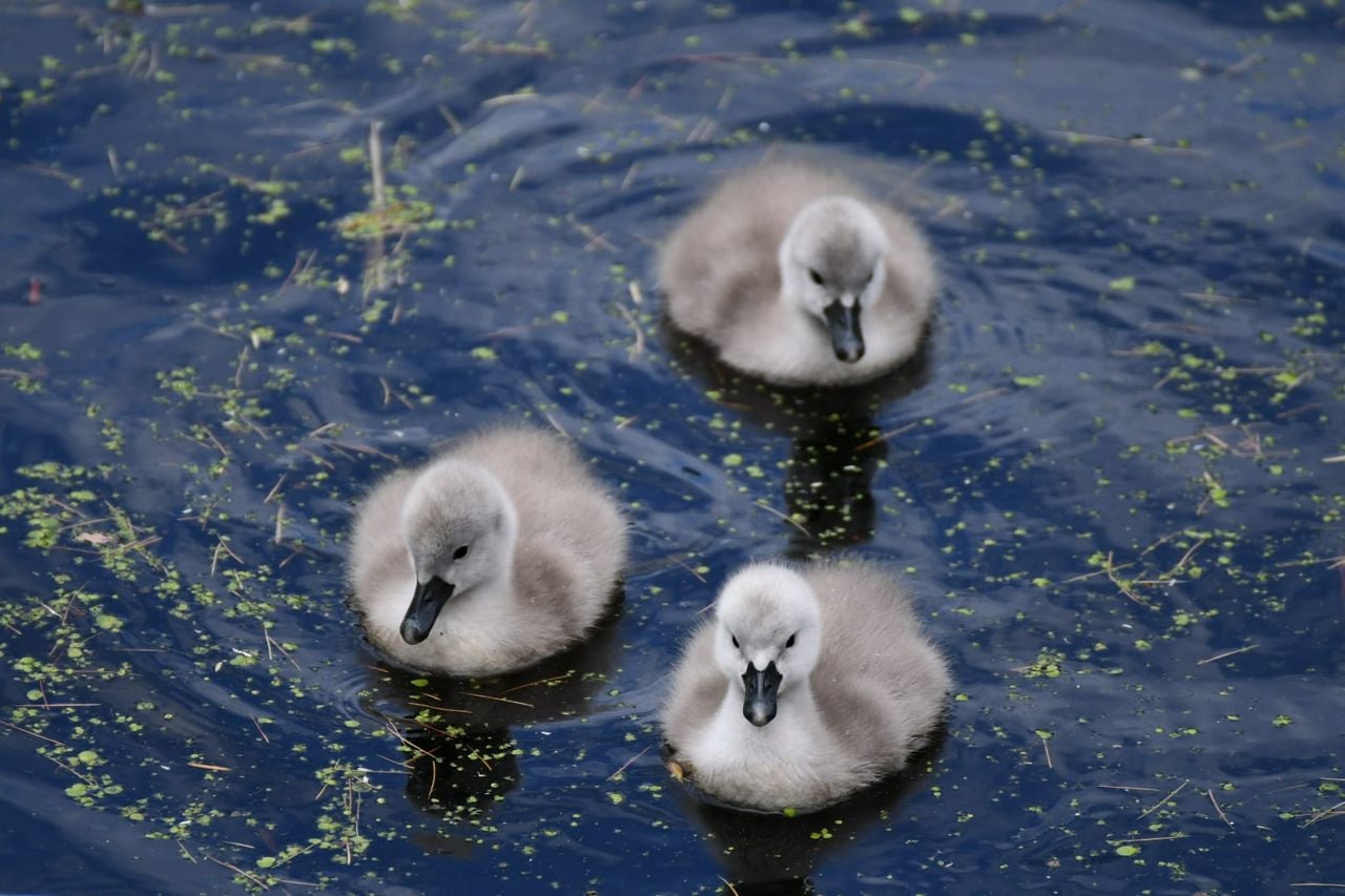 Die kuikentjes van zwanen Harry en Harriëtte (foto: Suus Bergmans).
