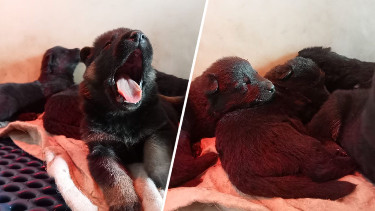 De gestolen Duitse herdertjes waren net drie weken oud