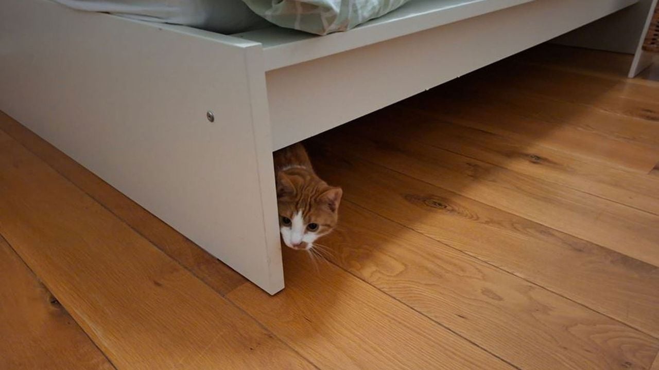 In Hilversum vlucht ook kat Charlie voor de harde knallen - Jeroen Ruis/NOS Ooggetuige