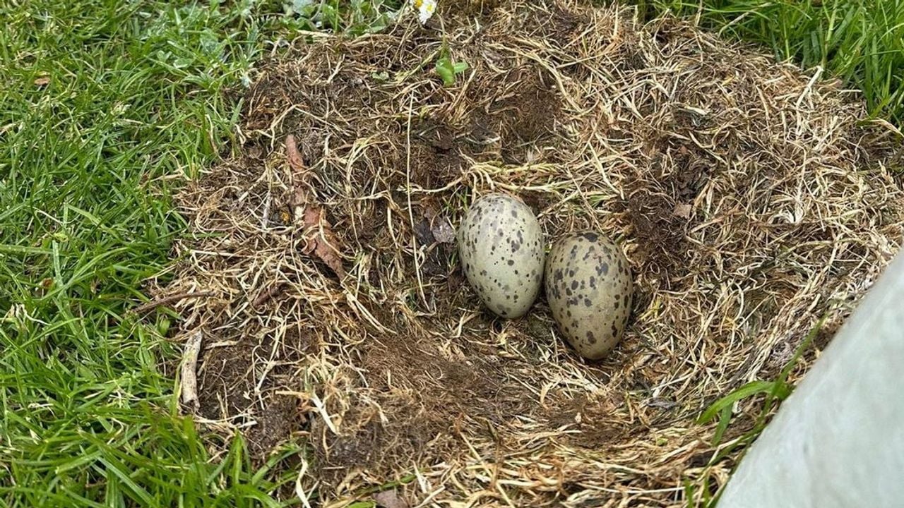 In het nest liggen twee eieren - Omroep West