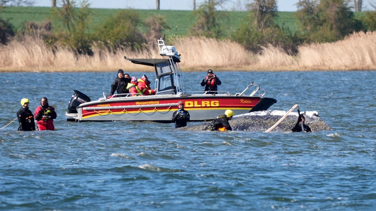 De walvis en hulpverleners voor de kust van het eiland Poel - Reuters