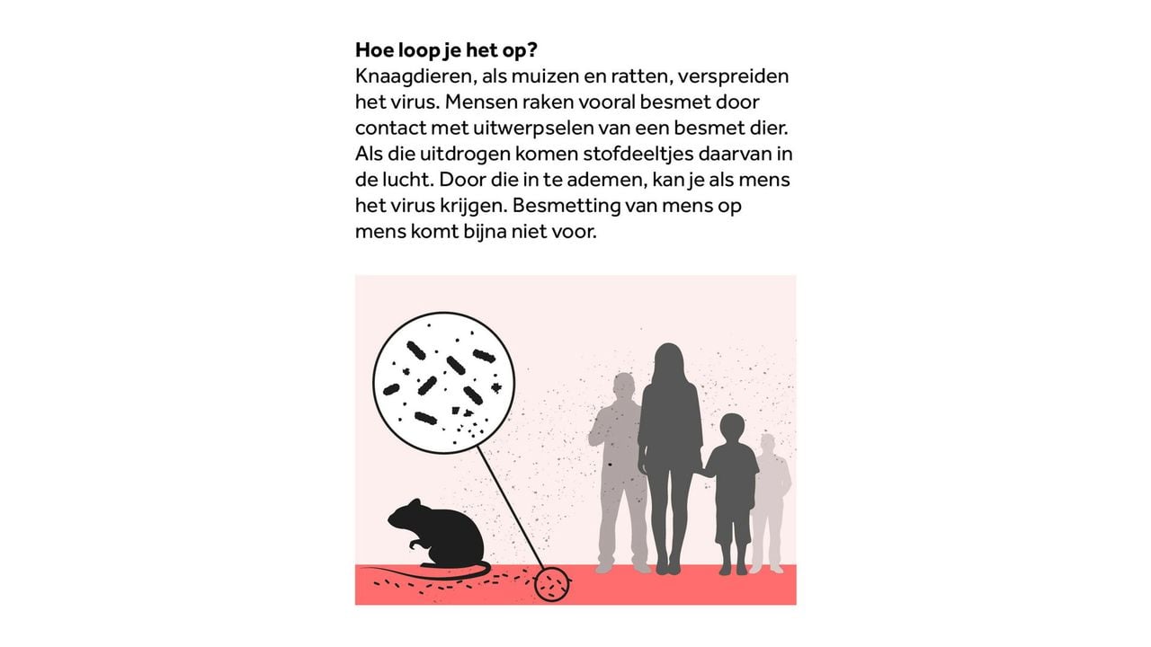 Wat is het hantavirus? - NOS