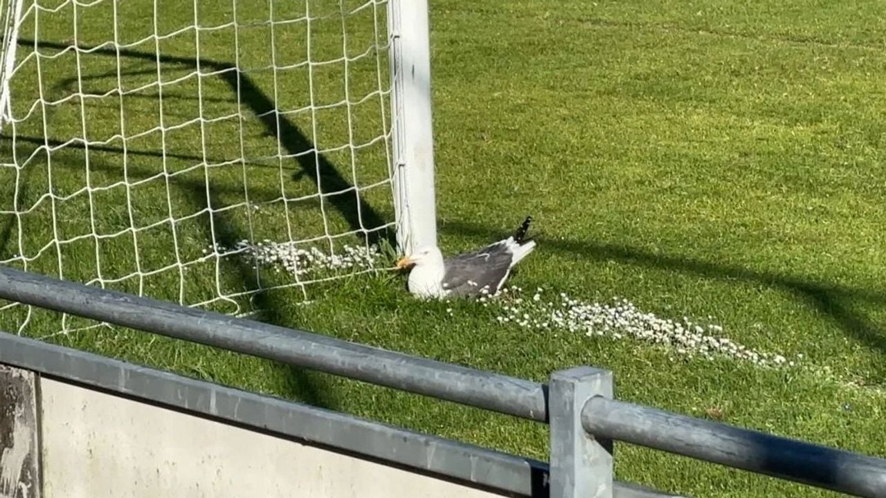 De meeuw op het nest - Omroep West