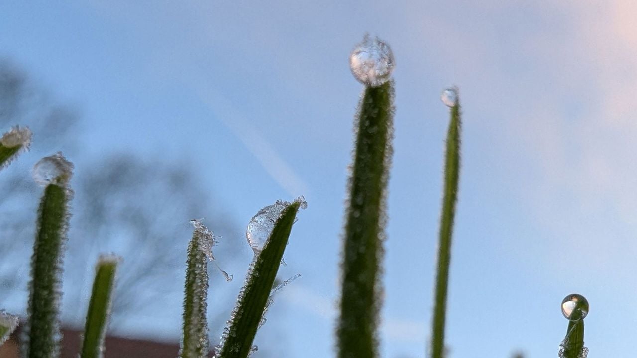 Bijna bevroren gras - NOS Ooggetuige/Lars Huisken
