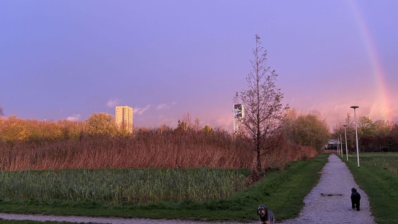Honden en een regenboog in een koud Delfgauw, vanochtend - NOS Ooggetuige/Pieter van Altena