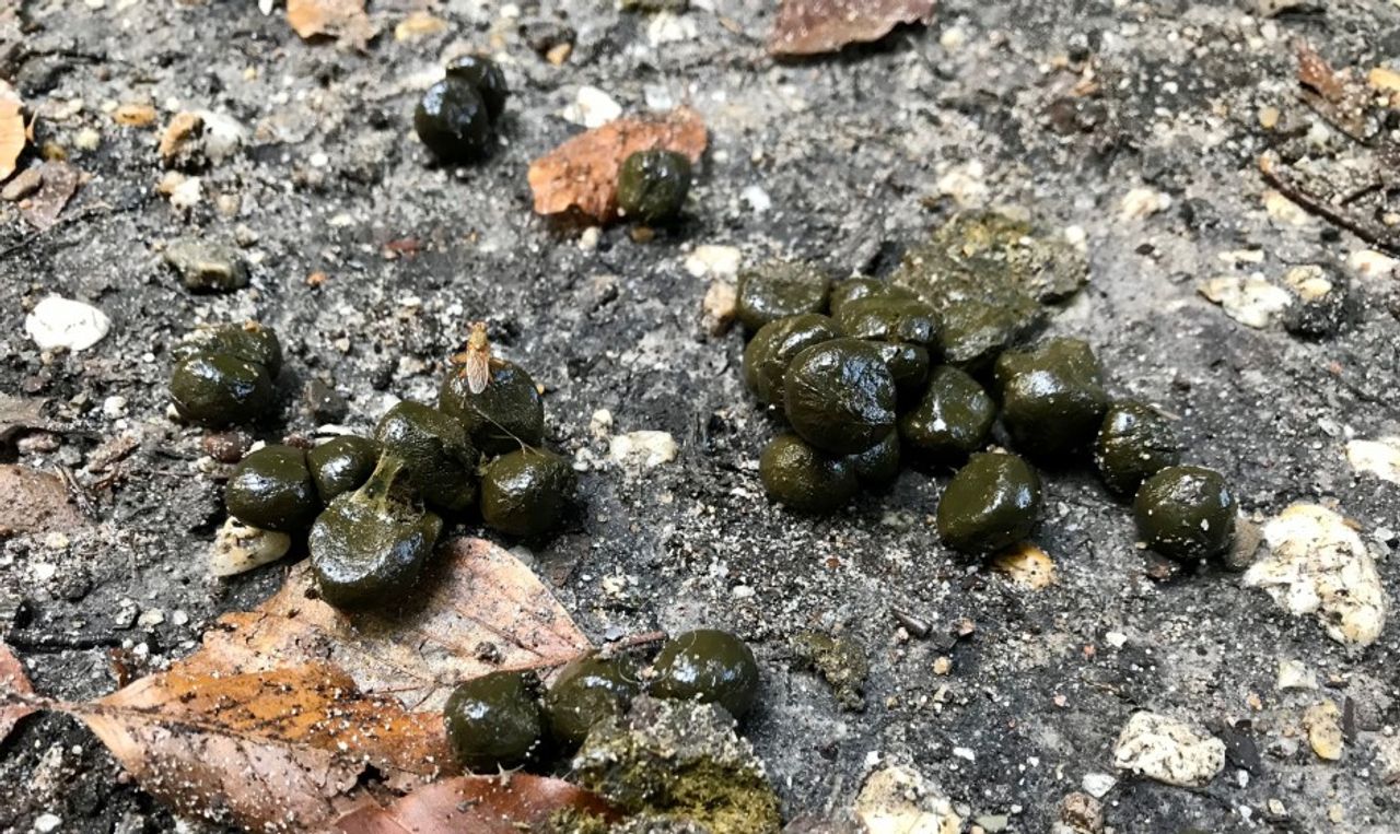 Reëenkeutels_(foto: Jeanne Keusters).