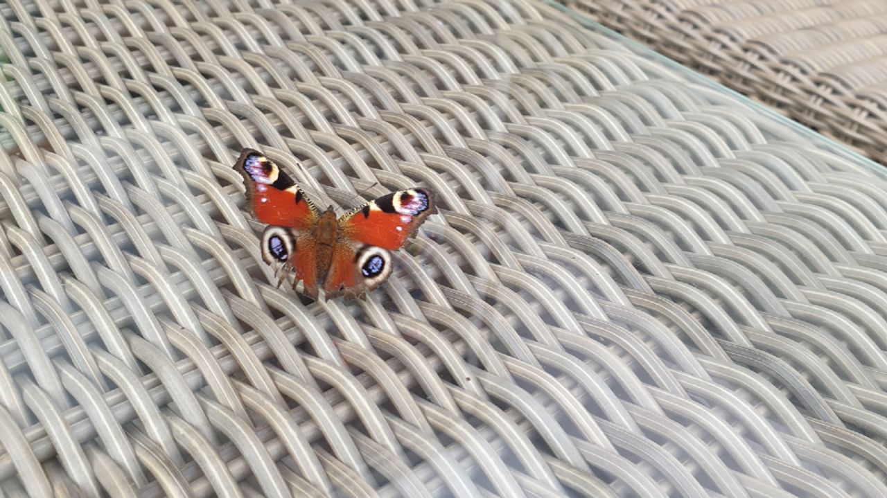 Een uit het water geredde dagpauwoog (foto: Peter Appeljan).